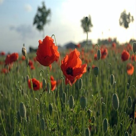 The Way to Flanders – 100 Years of Remembrance