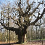 Major_Oak_Sherwood_Forest